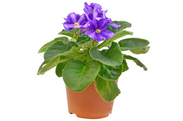 Saintpaulia flower in flowerpot