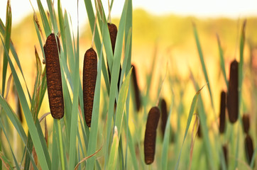 Bulrush plants © voltan