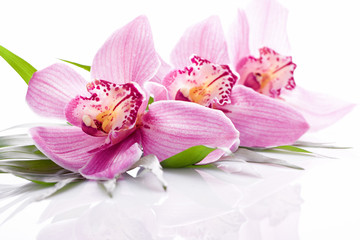 rosafarbene Orchideenblüte