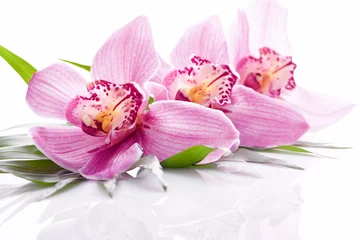 Fotobehang roze orchidee bloem © schmaelterphoto