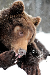 Bear