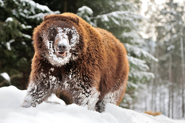 Bear