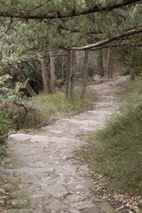 Stone stairs in a forest