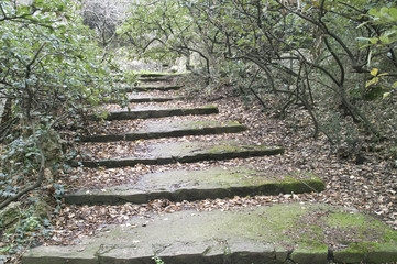 Stone stairs in a park