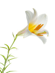 Obraz premium White lily