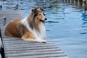 Collie im Hafen auf Steg
