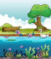 Printed kitchen splashbacks River, lake Sea creatures with a duck