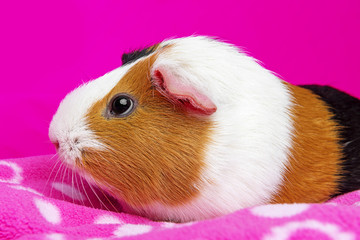 cute guinea pig on a  pink background