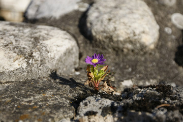 Flower in Stone