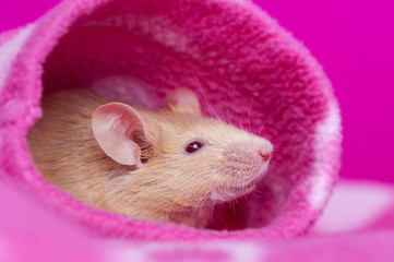 cute little mouse resting in a pink sleeve