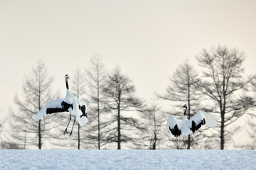 Fototapety  Two Red-crowned Cranes in courtship at sunrise.