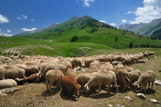 Pastoralisme 이미지 찾아보기 930 스톡 사진, 벡터 및 비디오 Adobe Stock