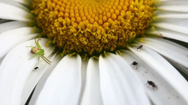 Tiny green spider and flies on  a daisy. Macro.