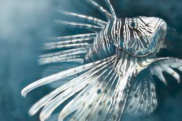 Illustration made with a digital tablet scorpion fish dangerous,