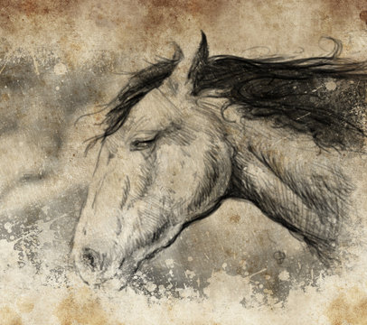 Sketch made with digital tablet, horse head