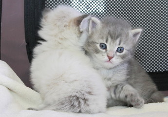 Cuccioli di gatto siberiano da allevamento