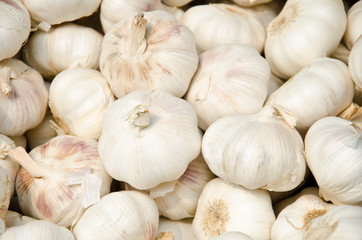 garlic