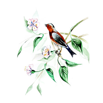 Watercolor Luscinia