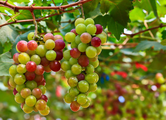 Grapes