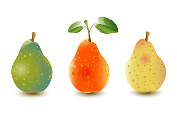 Three Pears with Leafs