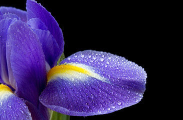 Close up image of purple iris on black with water droplets