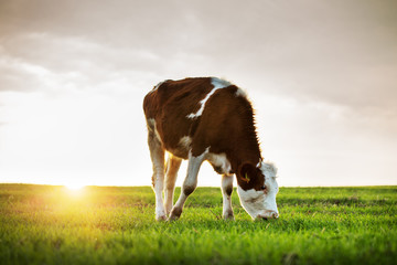 Vache paissant dans les pâturages frais