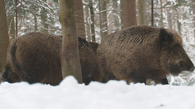 Wildschweine