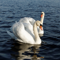 Naklejka premium Two swans.