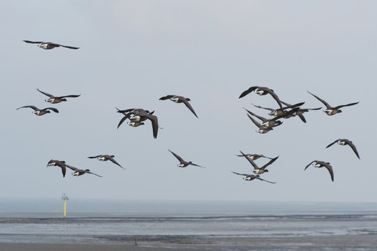 Brent gooses flying above the wadden sea