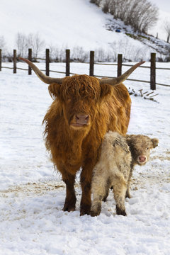 highland cattle, schottisches hochlandrind.