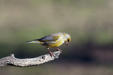 Greenfinch