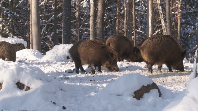 Wildschweine