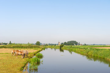 Fototapeta na wymiar Holenderski krajobraz z wodą koni i wiatrak