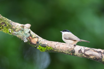 Fototapeta premium Willow tit