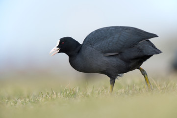 Obraz premium Eurasian Coot