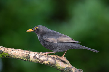 Common blackbird