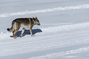 Naklejka premium dog avalanche