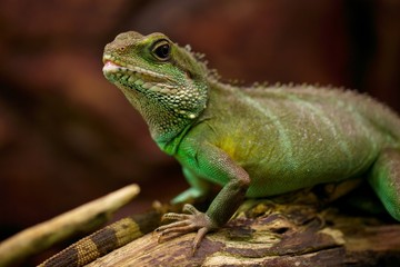 Iguana