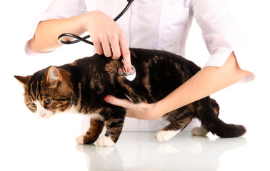 cat with doctor isolated on white