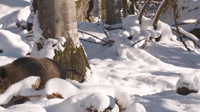 Wildschweine