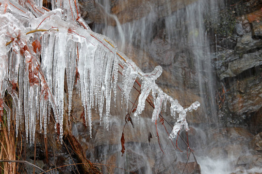 hielo rama congelada car&aacute;mbanos 6778f
