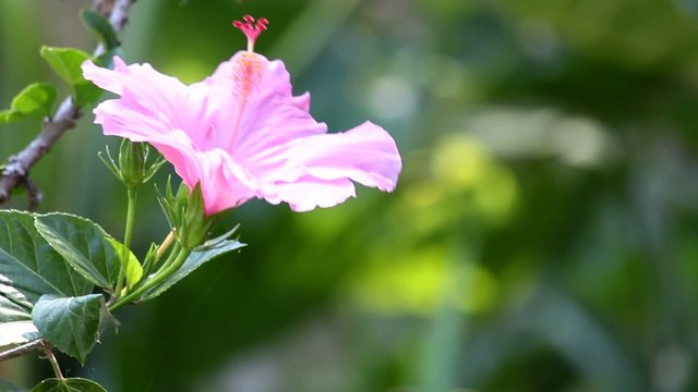 Picaflor Com&uacute;n_0787