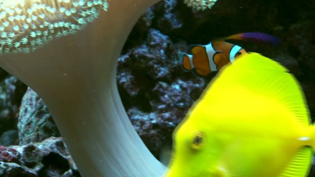 Meerwasser Aquarium