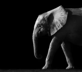 Crédence de cuisine en verre imprimé Éléphant Elephant