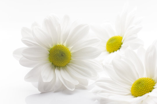 White Chrysanthemum.