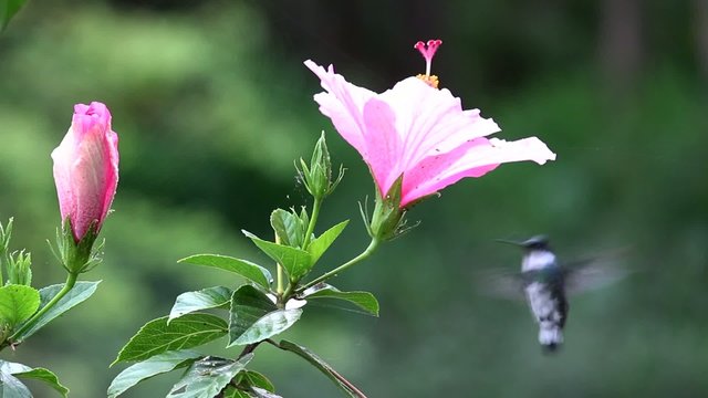 Picaflor Garganta Blanca