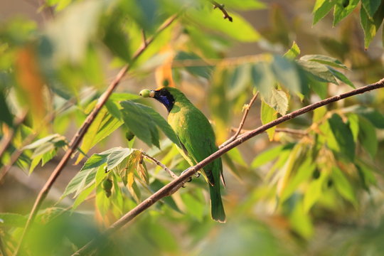 Golden-fronted Leafbird (Chloropsis aurifrons) in Thailand