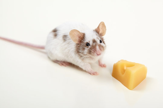 rat with cheese isolated on white background