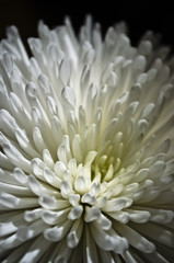 Fototapeta na wymiar chrysanthemum XV