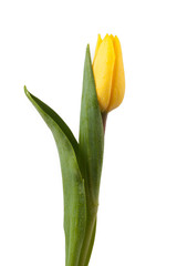 Tulpe gelb